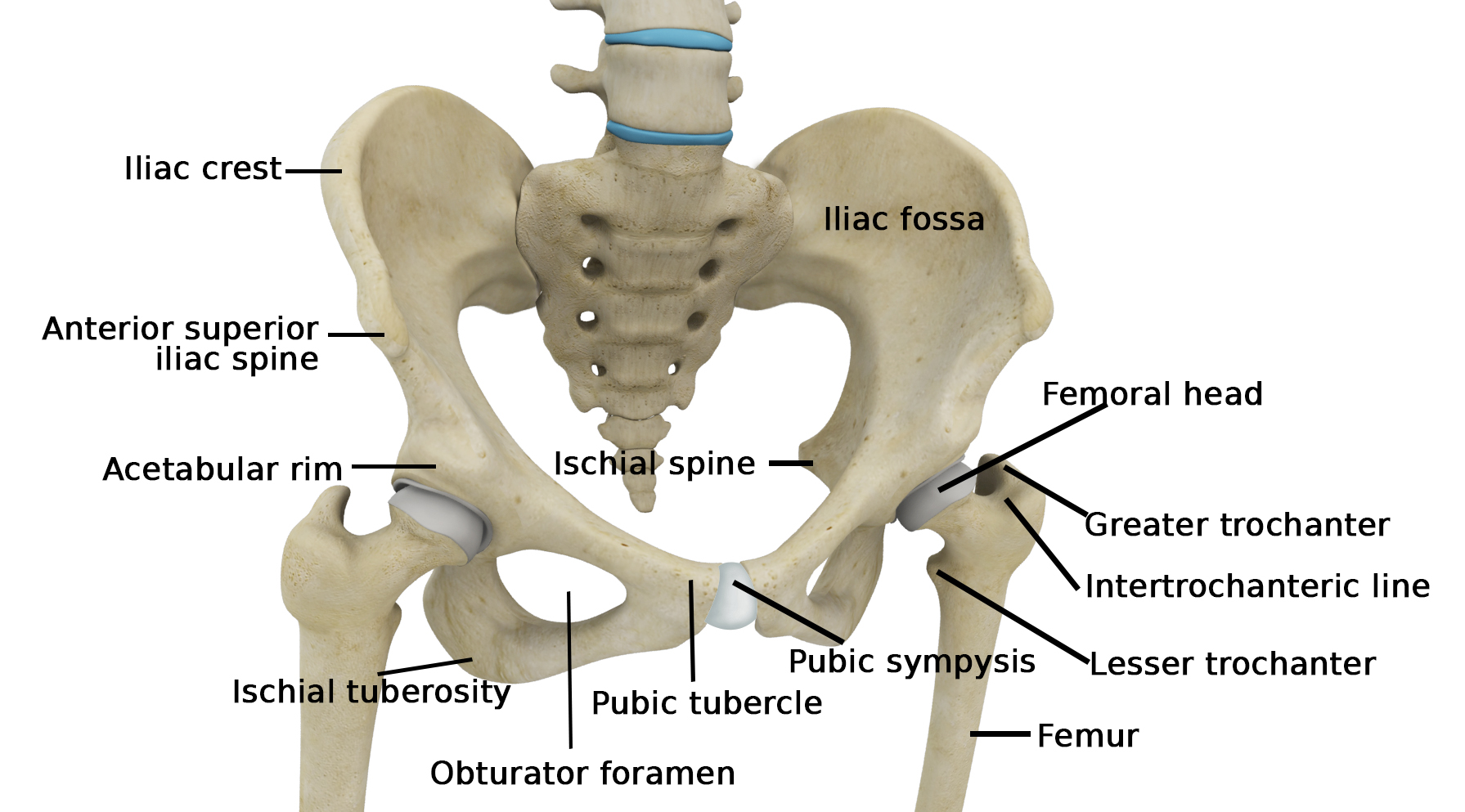 Hip And Leg Bone Diagram Muscle Insertions And Origins Of The